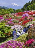 Azaleas in full bloom in Hakone