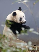 Panda at Tokyo zoo