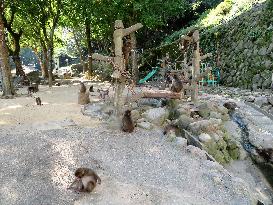 Monkey park in Oita, Japan