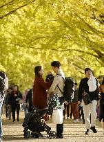 Ginkgoes in autumn color in Tokyo