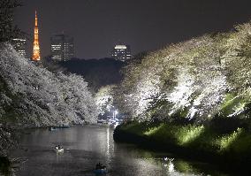 Cherry blossoms in full bloom in Tokyo