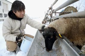 Sheep being raised on asparagus to revitalize Hokkaido town