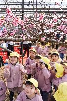 CORRECTED: Peach-tree viewing