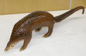 Man referred to prosecutors for auctioning stuffed pangolin