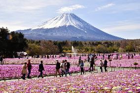 Moss pink flowers near Mt. Fuji