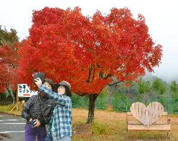 Heart-shaped maple tree in Kyoto turns red