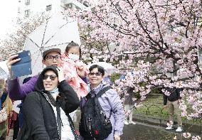 Japan Mint opens cherry tree-lined walkway