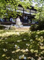 Stewartia flowers viewing event begins in Kyoto