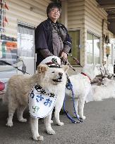 Akita dog Wasao charms passengers