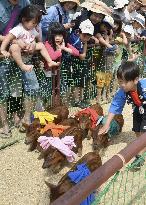 Race of boar-pig hybrids in Japan