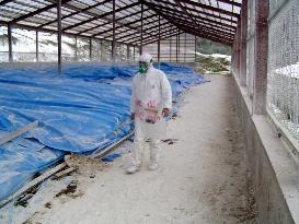 (2)Kyoto Pref. finishes cleaning bird flu farm