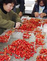 Cherries prepared for shipment to year's 1st auctions