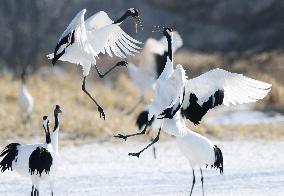 Red-crowned cranes in Hokkaido