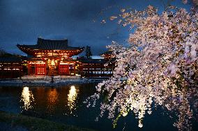 Cherry blossoms light up at Kyoto temple