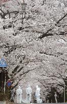 Cherry blossoms in Fukushima no-go zone