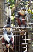 Yokohama zoo unveils endangered monkey