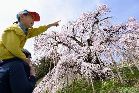 Cherry blossom viewing in Fukushima town