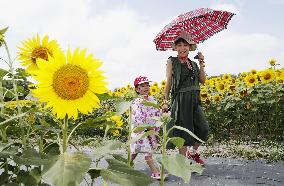 Sunflower fields in Japan