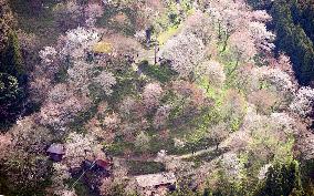 Cherry blossoms at Mt. Yoshino