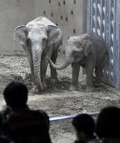 Asian elephants at Sapporo zoo