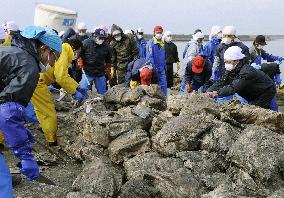 Disposing of spoiled fish in tsunami-hit Ishinomaki