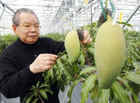 Greenhouse farm strives to make mangos specialty of Hokkaido