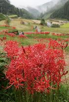 Cluster amaryllises in full bloom at rice terraces in Fukuoka