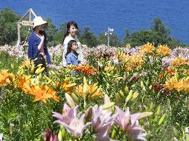 Millions of lilies in full bloom in northern Japan