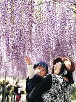 Wisteria flowers at Tochigi park
