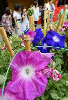 "Morning glory fair" in Tokyo