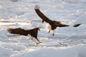 Eagles in Hokkaido
