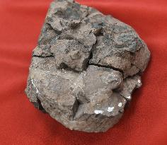 Fossil of bird or dinosaur egg