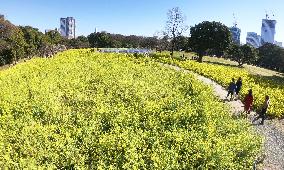 Rape plants in Tokyo