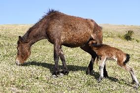 Wild horses in Japan