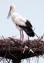 Eggs of artificially bred storks in the wild seen unlikely to ha