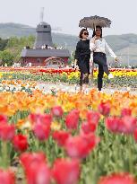 Tulips bloom at Hokkaido park