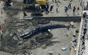 Dead whale at Japanese beach