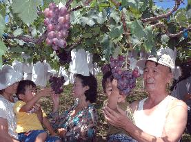 Tourists enjoy grape picking in Wakayama