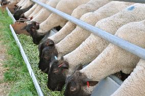 Sheep being raised on asparagus to revitalize Hokkaido town