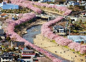 Early flowering cherry blossoms at best