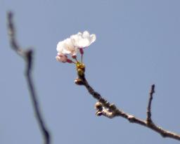 Season's 1st blooming of cherry trees in Japan