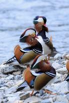 Mandarin ducks in Japan