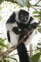 Endangered ruffed lemur