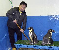 Japan aquarium takes up challenge of breeding endangered penguin