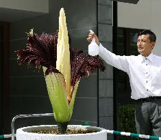 One of world's largest flowers blooms in Kyoto