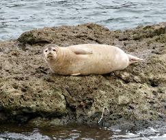 Seal in northeastern Japan