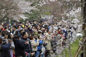 Cherry blossoms at Imperial Palace