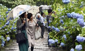 Hydrangeas at Kamakura temple