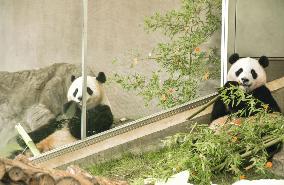 Giant pandas at western Japan zoo