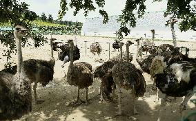 Ostrich farm in Pyongyang